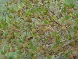 Cephalanthus natalensis few leaves, many flower clusters